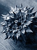 DRIED SEED HEAD OF CARDOON - STILL LIFE - BLACK AND WHITE TONED IMAGE