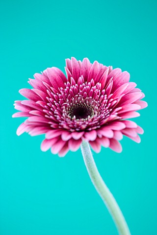 CLOSE_UP_OF_BRILLIANT_PINK_GERBERA_AGAINST_PALE_BLUE_BACKGROUND