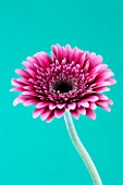 CLOSE UP OF BRILLIANT PINK GERBERA AGAINST PALE BLUE BACKGROUND