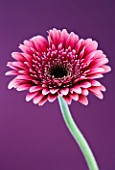 CLOSE UP OF PINK GERBERA AGAINST PURPLE BACKGROUND