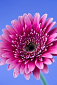 CLOSE UP OF PINK GERBERA AGAINST BLUE BACKGROUND