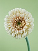 CLOSE UP OF BUFF GERBERA AGAINST PALE GREEN BACKGROUND