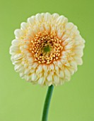 CLOSE UP OF BUFF GERBERA AGAINST PALE GREEN BACKGROUND