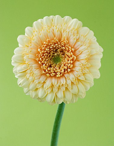 CLOSE_UP_OF_BUFF_GERBERA_AGAINST_PALE_GREEN_BACKGROUND