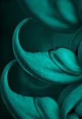 DUOTONE IMAGE OF CLOSE UP OF THE FLOWER OF THE JADE VINE - STRONGYLODON MACROBOTRYS. ORIENTAL  EXOTIC  SINGAPORE  BLUE