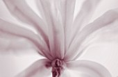 DUOTONE IMAGE OF MAGNOLIA STELLATA ROSEA. CLOSE UP  MARCH  SPRING  PALE PINK  FRAGRANT  FRAGRANCE