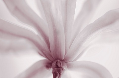 DUOTONE_IMAGE_OF_MAGNOLIA_STELLATA_ROSEA_CLOSE_UP__MARCH__SPRING__PALE_PINK__FRAGRANT__FRAGRANCE