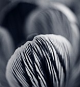 BLACK AND WHITE DUOTONE CLOSE UP ABSTRACT IMAGE OF CROCUS PICKWICK. BULB  CLOSE UP  STRIPEY  STRIPED  SPRING  FLOWER