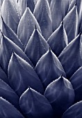 DUOTONE IMAGE OF AGAVE PARRYI