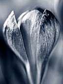 BLACK AND WHITE DUOTONE IMAGE OF CROCUS RUBY GIANT