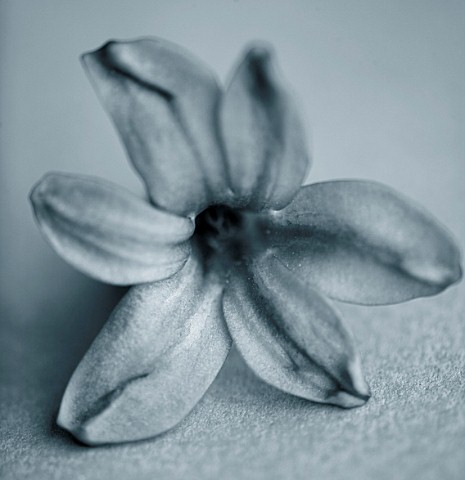 BLACK_AND_WHITE_DUOTONE_IMAGE_OF_THE_FLOWER_OF_HYACINTH_PURPLE_PASSION