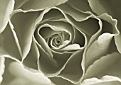 DUOTONE IMAGE OF CENTRE OF ROSE