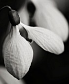 CLOSE UP BLACK AND WHITE TONED IMAGE OF A SNOWDROP - GALANTHUS PLICATUS RUTH DASHWOOD
