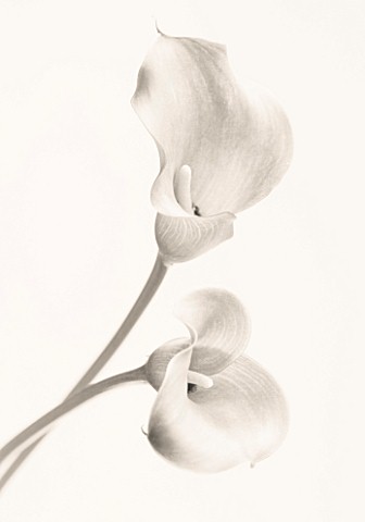 CLOSE_UP_BLACK_AND_WHITE_TONED_IMAGE_OF_ARUM_LILY_FLOWERS_WHITE__PURE__PURITY__WEDDING__SYMPATHY__HO