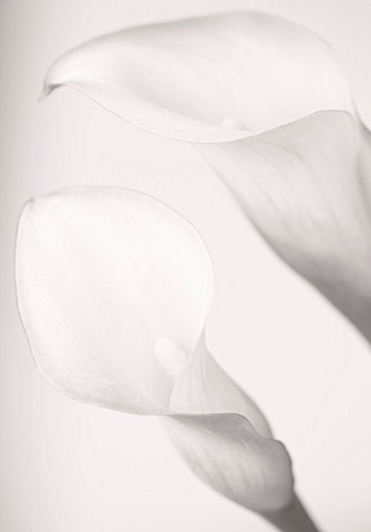 CLOSE_UP_BLACK_AND_WHITE_TONED_IMAGE_OF_ARUM_LILY_FLOWERS_WHITE__PURE__PURITY__WEDDING__SYMPATHY__HO