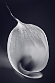 BLACK AND WHITE DUOTONE IMAGE OF ZANTEDESCHIA AETHIOPICA - THE FLOWERBOX
