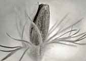 BLACK AND WHITE DUOTONE IMAGE OF PULSATILLA VULGARIS HEILER HYBRIDS
