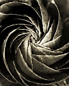 BLACK AND WHITE DUOTONE IMAGE OF THE CENTRE OF A RANUNCULUS