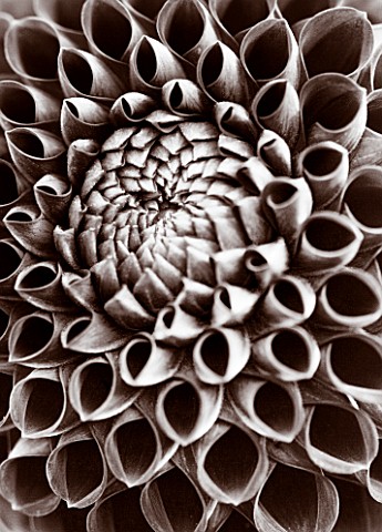 BLACK_AND_WHITE_CLOSE_UP_DUOTONE_IMAGE_OF_THE_CENTRE_OF_DAHLIA_CORNEL_PATTERN