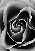 BLACK AND WHITE CLOSE UP DUOTONE IMAGE OF THE CENTRE OF A ROSE