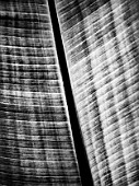 CLOSE UP BLACK AND WHITE TONED IMAGE OF THE LEAF OF ENSETE VENTRICOSUM