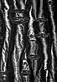 BLACK AND WHITE CLOSE UP TONED IMAGE OF THE BARK OF ACER CAPILLIPES
