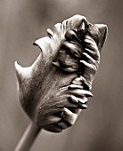 BLACK AND WHITE DUOTONE IMAGE OF THE EMERGING BUD OF TULIP BLACK PARROT
