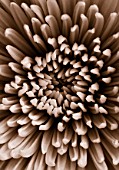 BLACK AND WHITE DUOTONE IMAGE OF A CHRYSANTHEMUM. CLOSE UP  FLOWER  GRAPHIC  BACKGROUND