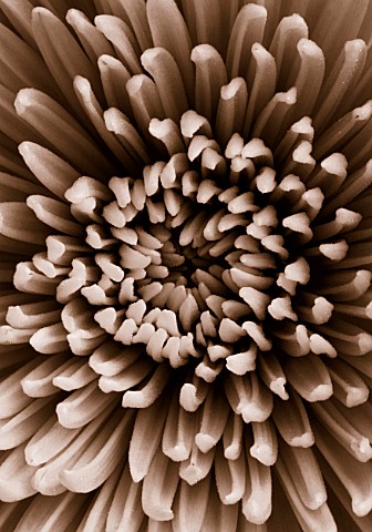 BLACK_AND_WHITE_DUOTONE_IMAGE_OF_A_CHRYSANTHEMUM_CLOSE_UP__FLOWER__GRAPHIC__BACKGROUND