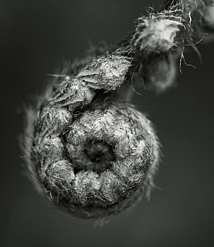 BLACK_AND_WHITE_DUOTONE_IMAGE_OF_THE_EMERGING_BUD_OF_THE_SOFT_SHIELD_FERN__POLYSTICHUM_SETIFERUM