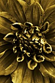 BLACK AND WHITE DUOTONE IMAGE OF THE PETALS OF THE DARK RED DAHLIA RIP CITY. TUBER  ABSTRACT  CLOSE UP  FLOWER