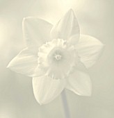 BLACK AND WHITE DUOTONED IMAGE OF THE CENTRE OF A DAFFODIL - NARCISSUS GOLDEN HARVEST. SPRING  EASTER  BULB