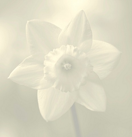 BLACK_AND_WHITE_DUOTONED_IMAGE_OF_THE_CENTRE_OF_A_DAFFODIL__NARCISSUS_GOLDEN_HARVEST_SPRING__EASTER_