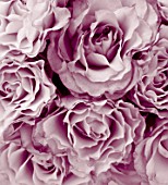 DUOTONE IMAGE OF PINK ROSES