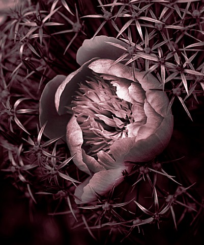 PETTIFERS__OXFORDSHIRE_BLACK_AND_WHITE_DUOTONE_IMAGE_OF_PAEONIA_LACTIFLORA_BOWL_OF_BEAUTY_AND_ALLIUM