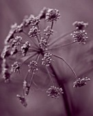 HUNTING BROOK  CO WICKLOW  REPUBLIC OF IRELAND: DESIGNER JIMI BLAKE - BLACK AND WHITE DUOTONED IMAGE OF A CLOSE UP OF ANGELICA PURPUREA