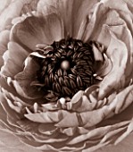 BLACK AND WHITE DUOTONED IMAGE OF THE CENTRE OF A RANUNCULUS