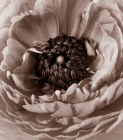 BLACK_AND_WHITE_DUOTONED_IMAGE_OF_THE_CENTRE_OF_A_RANUNCULUS