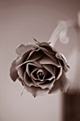 BLACK AND WHITE CLOSE UP DUOTONE IMAGE OF A ROSE