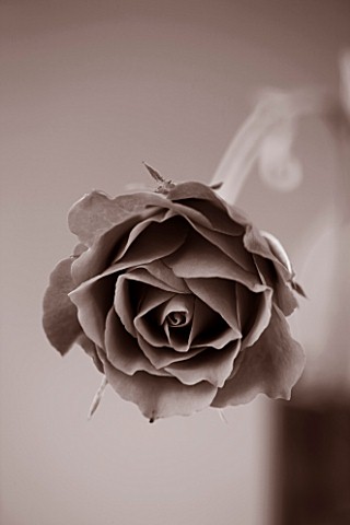 BLACK_AND_WHITE_CLOSE_UP_DUOTONE_IMAGE_OF_A_ROSE