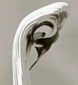BLACK AND WHITE DUOTONED IMAGE OF ARISAEMA RINGENS  AT EDROM NURSERY  BERWICKSHIRE  SCOTLAND