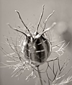 BLACK AND WHITE DUOTONED IMAGE OF THE SEED HEAD OF NIGELLA DAMASCENA - LOVE- IN-A-MIST