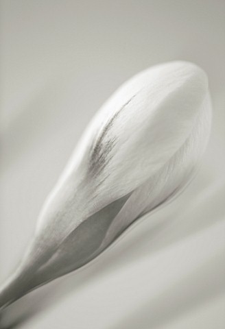BLACK_AND_WHITE_DUOTONE_CLOSE_UP_IMAGE_OF_THE_FLOWER_OF_CROCUS_CREAM_BEAUTY
