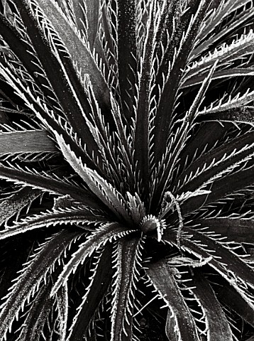 PETTIFERS__OXFORDSHIRE_BLACK_AND_WHITE_IMAGE_OF_THE_FROSTED_FOLIAGE_OF_ERYNGIUM_EBURNEUM