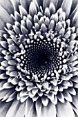 BLACK AND WHITE DUOTONE IMAGE OF THE CENTRE OF A GERBERA FLOWER