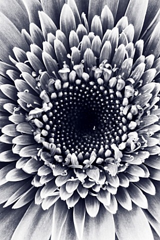 BLACK_AND_WHITE_DUOTONE_IMAGE_OF_THE_CENTRE_OF_A_GERBERA_FLOWER