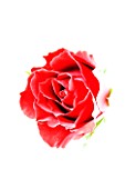 CLOSE UP OF ABSTRACT IMAGE OF THE FLOWER OF A DEEP RED ROSE AGAINST WHITE BACKGROUND