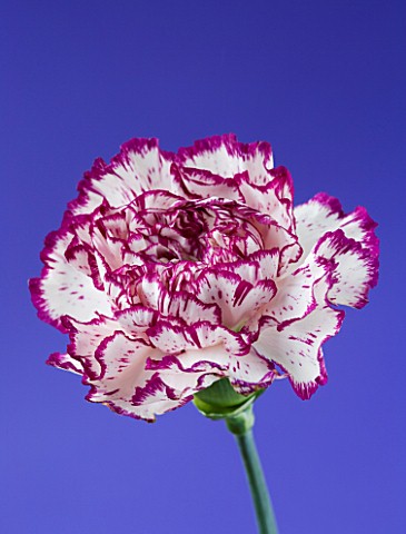 CLOSE_UP__IMAGE_OF_THE_FLOWER_OF_A_CREAM_AND_RED_CARNATION