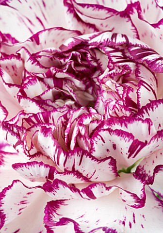 CLOSE_UP__IMAGE_OF_THE_CENTRE_OF_THE_FLOWER_OF_A_CREAM_AND_RED_CARNATION