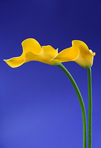 CLOSE_UP_IMAGE_OF_THE_FLOWERS_OF_A_YELLOW_ARUM_LILY_AGAINST_A_BLUE_BACKGROUND